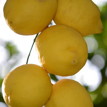 Lemon Garden Boutique فندق
