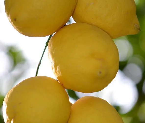 Lemon Garden Boutique Ξενοδοχείο