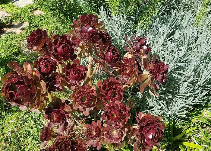 Hotel Lemon Garden Boutique Bozburun